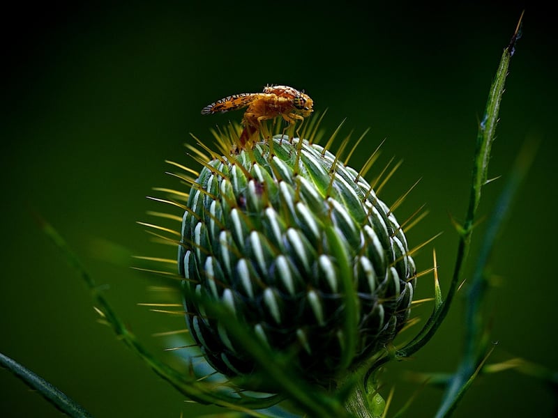 Aphids