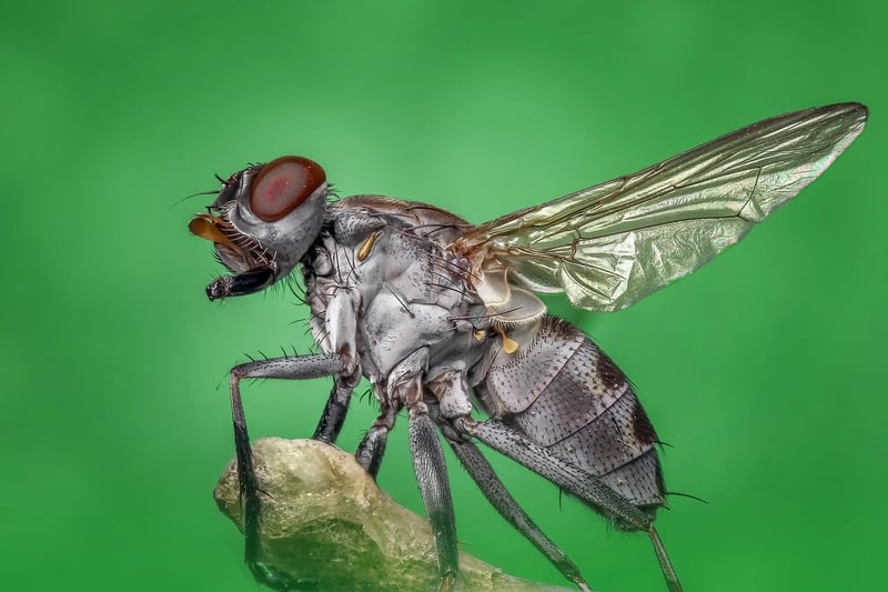 Aphids