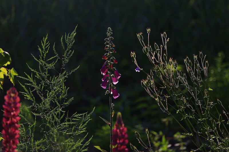 Summer Planting