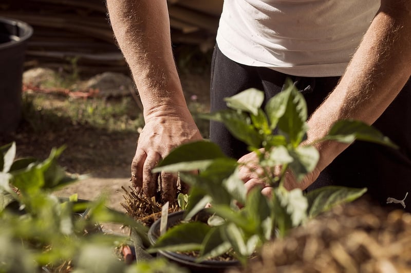 Shared Gardening Space