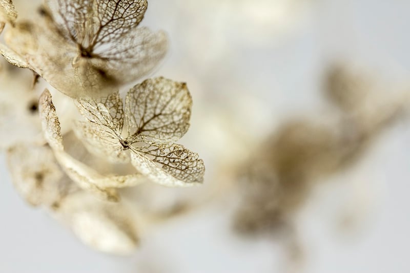 Garden Hydrangea
