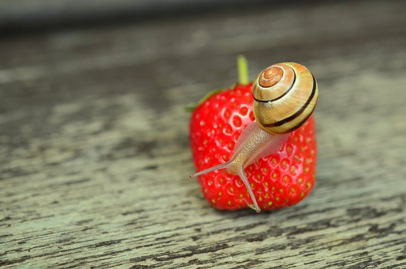 Garden Snail