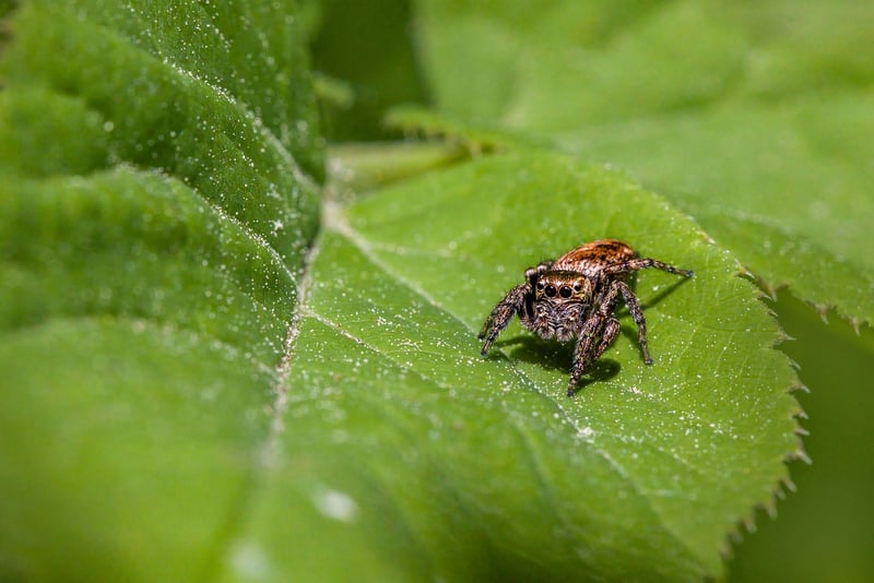 Garden Spider