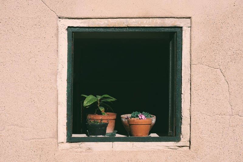 Window Sill Plants